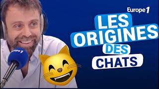 Les origines des chats avec David CastelloLopes [upl. by Sanferd45]