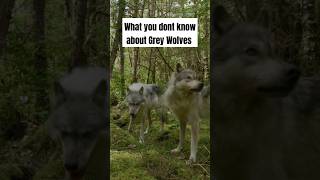 Fascinating Facts About Grey Wolves You May Not Know animals shorts [upl. by Demeyer972]