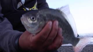 Redtail Perch at the mouth of the Klamath River [upl. by Nairoc]