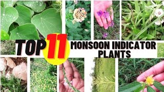 Top 11 Monsoon Indicator Plants  Miracle Herbal Diversity [upl. by Eirojam]