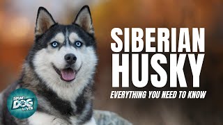 Siberian Husky Dogs 101 Everything You Need To Know [upl. by Bentley122]