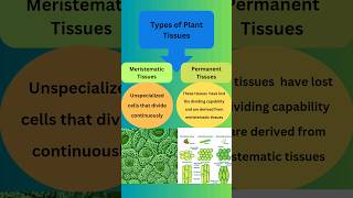 Types of Plant Tissues plantanatomybotanybiology [upl. by Ademordna376]