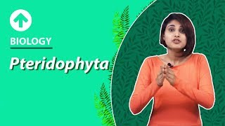 Pteridophyta  Diversity In Living Organisms  Biology  Class 9 [upl. by Tawnya]