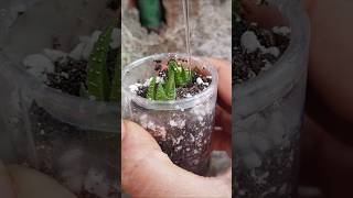 Haworthia propagation update haworthia reuseplastic [upl. by Aydan]