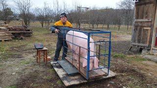 ‼️AM CÂNTĂRIT SCROAFA LANDRACE‼️IN CURÂND VA PĂRĂSII MICROFERMA‼️UNDE VA AJUNGE‼️ [upl. by Lehcin]