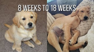 Life With A Golden Retriever  Puppy From 8 Weeks To 18 Weeks [upl. by Ormiston406]