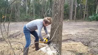 Her FIRST BIG tree felling [upl. by Fridlund644]