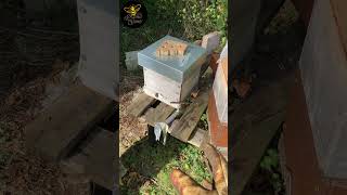 Octobre résultat intro reine  LRSG apiculture apiculteur beekeeper [upl. by Oswin]