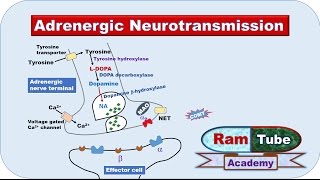 Adrenergic NA or NE Neurotransmission explained with animation [upl. by Yelknirb766]