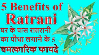 5 Benefits of ratrani  घर के पास रातरानी का पौधा लगाने के 5 चमत्कारिक फायदे [upl. by Tav269]