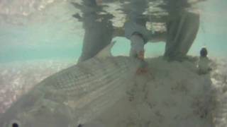 Epic Bonefishing in Exuma [upl. by Jermain]