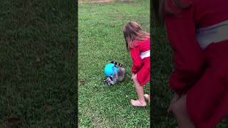 Pet Raccoon Plays with Ball in Backyard  ViralHog [upl. by Amara]