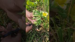 Comfrey seeds harvestingshortvideoagricultureforyou [upl. by Anilam]