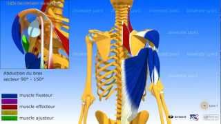 Lépaule la coiffe des rotateurs dans la rétropulsion élévation postérieure [upl. by Edmunda]