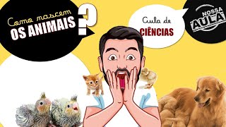 OS ANIMAIS  OVÍPAROS E VIVÍPAROS  CIÊNCIAS [upl. by Nerfe770]