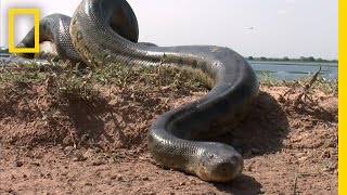 5 Grown Men Vs 1 Big Snake  National Geographic [upl. by Raasch788]