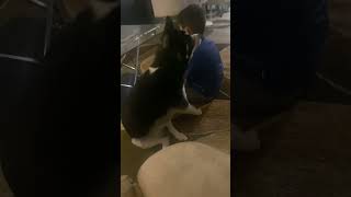 My border collie was like I don’t think so funnybordercollie funnydogs bordercollie [upl. by Ahsrat]