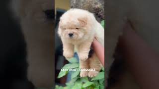 Show quality chow chow chowchow trending youtubeshorts [upl. by Beitch]