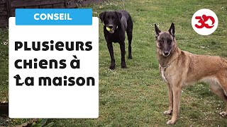 Plusieurs chiens à la maison  bien gérer sa meute [upl. by Jedlicka]