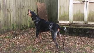 Bluetick Coonhound Baying [upl. by Kerns]