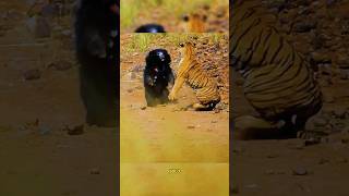 ¡Oso bezudo vs Tigre de bengala osobezudo vs tigredebengala animalessalvajes [upl. by Kati747]