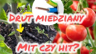 Drut miedziany do pomidorów  Mit czy hit Ratujemy pomidory przed chorobami  test poradnik [upl. by Rehprotsirhc51]