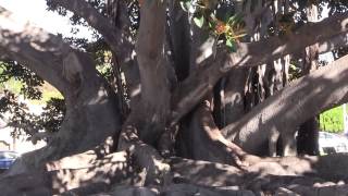 Moreton Bay Fig Tree [upl. by Admama]