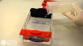 Agarose Gel Electrophoresis of DNA fragments amplified using PCR [upl. by Nilde]