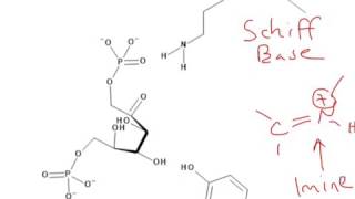 CHEM 407  Glycolysis  4  Aldolase Mechanism [upl. by Theresita343]