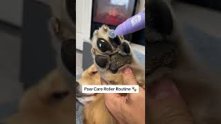 Paw Care Roller 🐾 dogs pawcare dogproducts dogsofyoutube [upl. by Axe708]