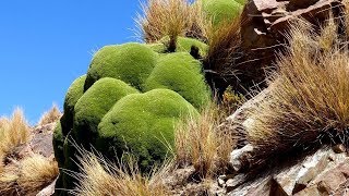 Para Que Sirve La Yareta Propiedades Medicinales Azorella compacta [upl. by Cuthbertson134]