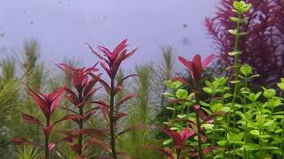 Rotala Ramisore Sunset  Plants Profile [upl. by Amling]