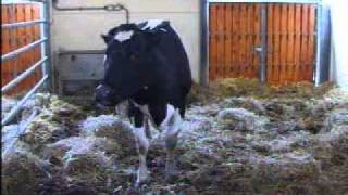 Cow displaying BSE series of events 106mb nlflflehmwmv [upl. by Brie]