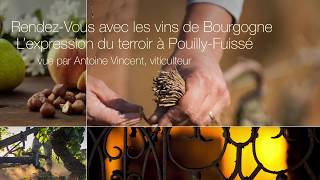 PouillyFuissé vue par Antoine Vincent [upl. by Haukom]