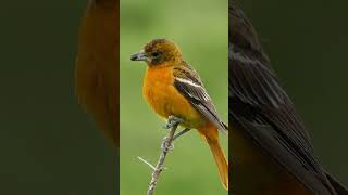 Female Baltimore Oriole [upl. by Adnolahs808]