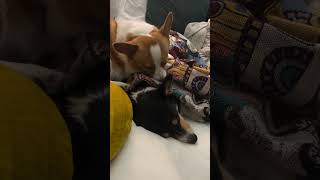 These Dogs Are a Riot 🐶🐕😂 Unforgettable Dog Moments [upl. by Kehr]