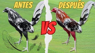 Todo sobre la PELECHA en GALLOS FINOS Cuidados y Alimentación durante el Cambio de Plumas [upl. by Mitch]