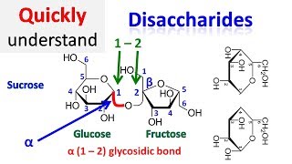 Disaccharide [upl. by Ecile]