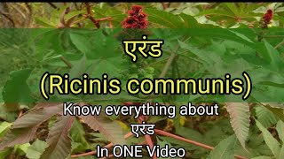 एरंडRicinus communis  Ayurvedic Medicinal Plant  Dravyagun  Bams2ndyear [upl. by Dremann]