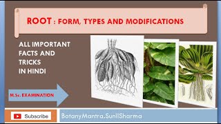 plant root form types and modifications of roots root morphologyoffloweringplants [upl. by Livy]