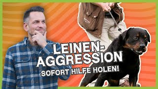 Die Leinenaggression Das kann man dagegen machen Gründe und Ansätze [upl. by Malvie]