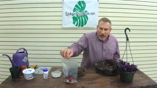 How To Propagate a Purple Passion Plant Gynura Aurantiaca The Plant Farm® [upl. by Kaden]