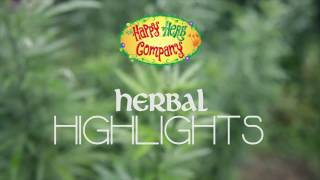 Herbal HIGHLIGHTS  Mugwort [upl. by Hanaj]