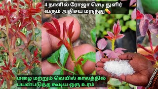 How To Grow Rose Plant New Growth fertilizer tamil rose plant growth tips fertilizer boo garden [upl. by Beauregard167]