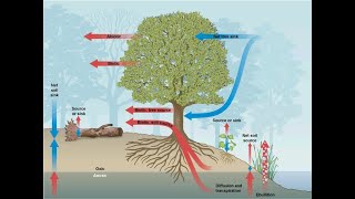 Anidride carbonica CO2 metano respiro umano e bestiame il commento del dott Samuele Venturini [upl. by Verile108]