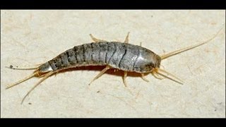 What Does a Silverfish look like Lepisma Saccharina  Fishmoth [upl. by Anamor]