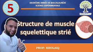 la structure du muscle squelettique strié [upl. by Birkle]