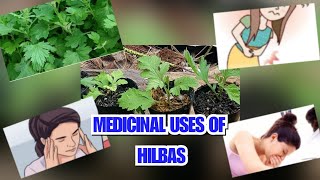 MEDICINAL USES OF HILBAS  MUGWORT Artimisiya [upl. by Orme]