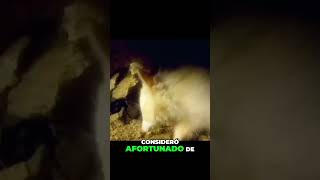 Rescate De Un Mapache Albino En Una Cueva Subterránea😧 [upl. by Yerocaj]