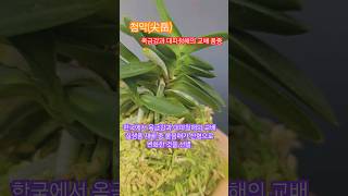 첨악붙음매가 뾰쪽한 산형인 개체콩이 풍란 부귀란 風蘭 富貴蘭 orchid vanda shorts 첨악 [upl. by Caro]